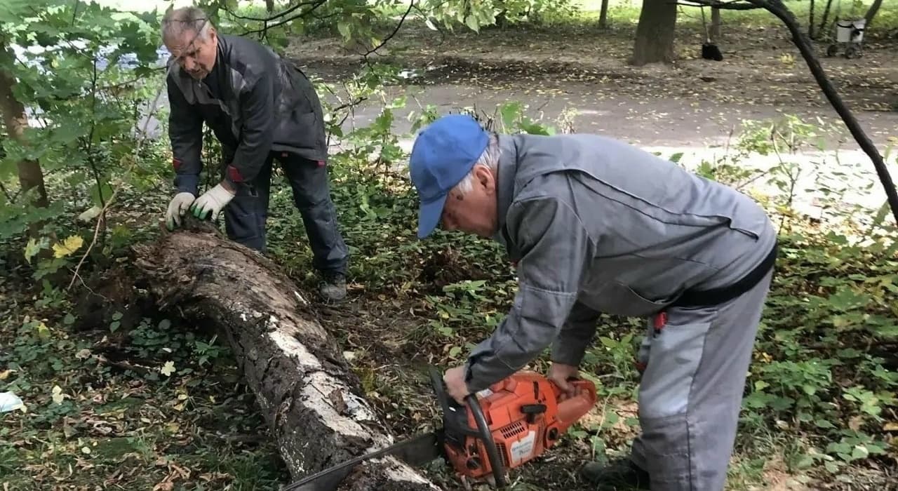 Обнинские дворы освобождают от аварийных деревьев