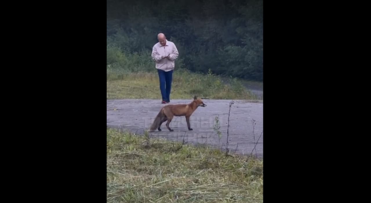 В Обнинске лису снова заметили на лыжероллерной трассе