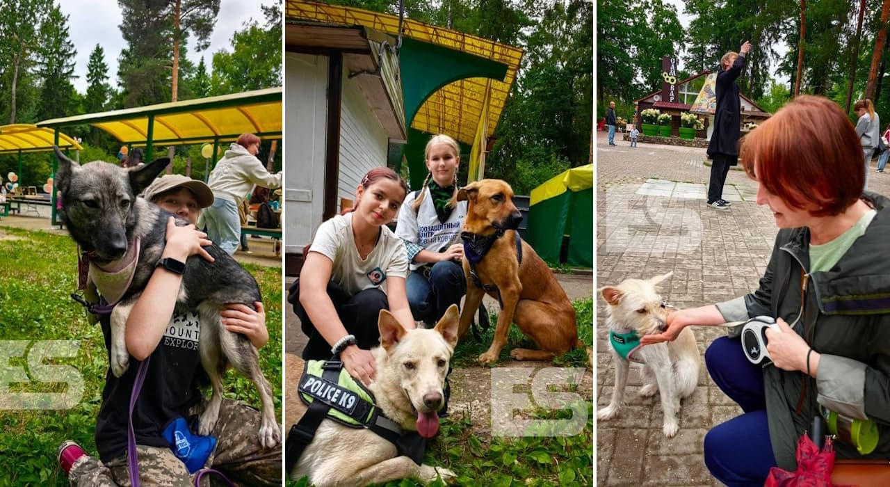 Почти все собаки на этих кадрах когда-то жили в обнинском «Новом Ковчеге»